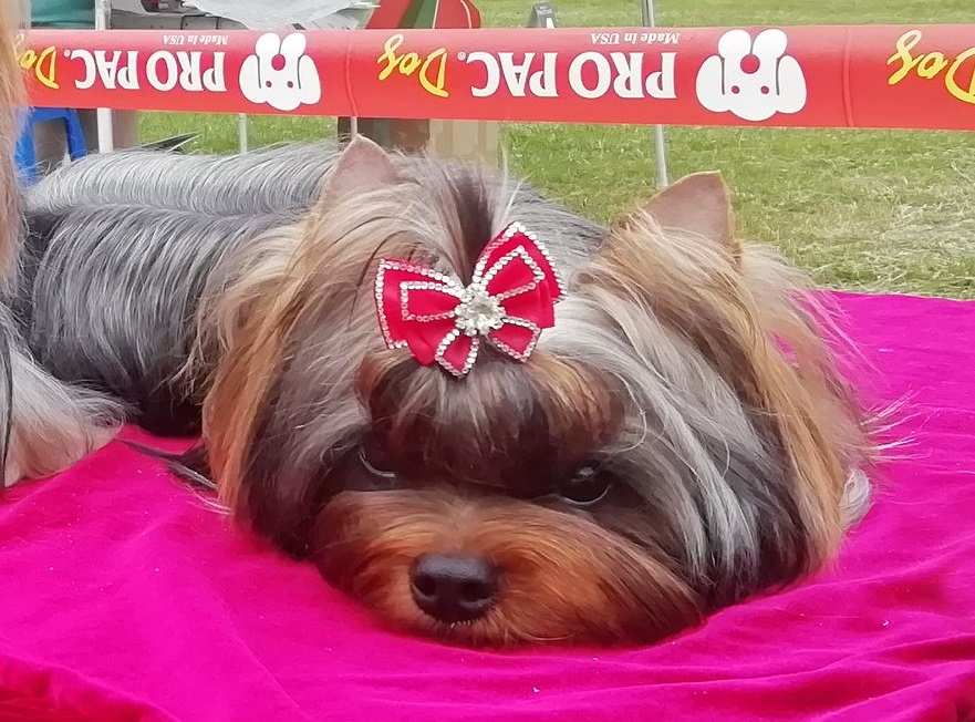 Laranta Laranta Amin Van Byuren &mdash; Labaza DogPedigree YorkshireTerrier
